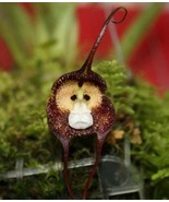 Mixed Colourful Monkey Face Orchid Plants Red Cream Potted Peru Flower 1... - $364.68 MXN