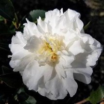 Mine No Yuki Camellia Japonica Live Well Rooted Starter Plant White Ruffled Peta - £32.15 GBP