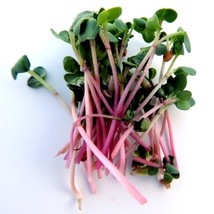 Red Arrow Radish Seeds Raphanus Sativus B288 Gardening Fresh USA Seller - $7.38