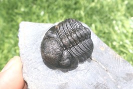 Devonian Phacops Trilobite Fossil – Genuine Prehistoric Morocco Specimen - $1,095.01 MXN
