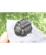Devonian Phacops Trilobite Fossil – Genuine Prehistoric Morocco Specimen - $1,086.97 MXN