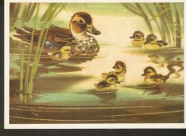 Russia USSR Soviet Fauna BIRDS Anas platyrhynchos Mallard Wild Duck Nestling - £2.99 GBP
