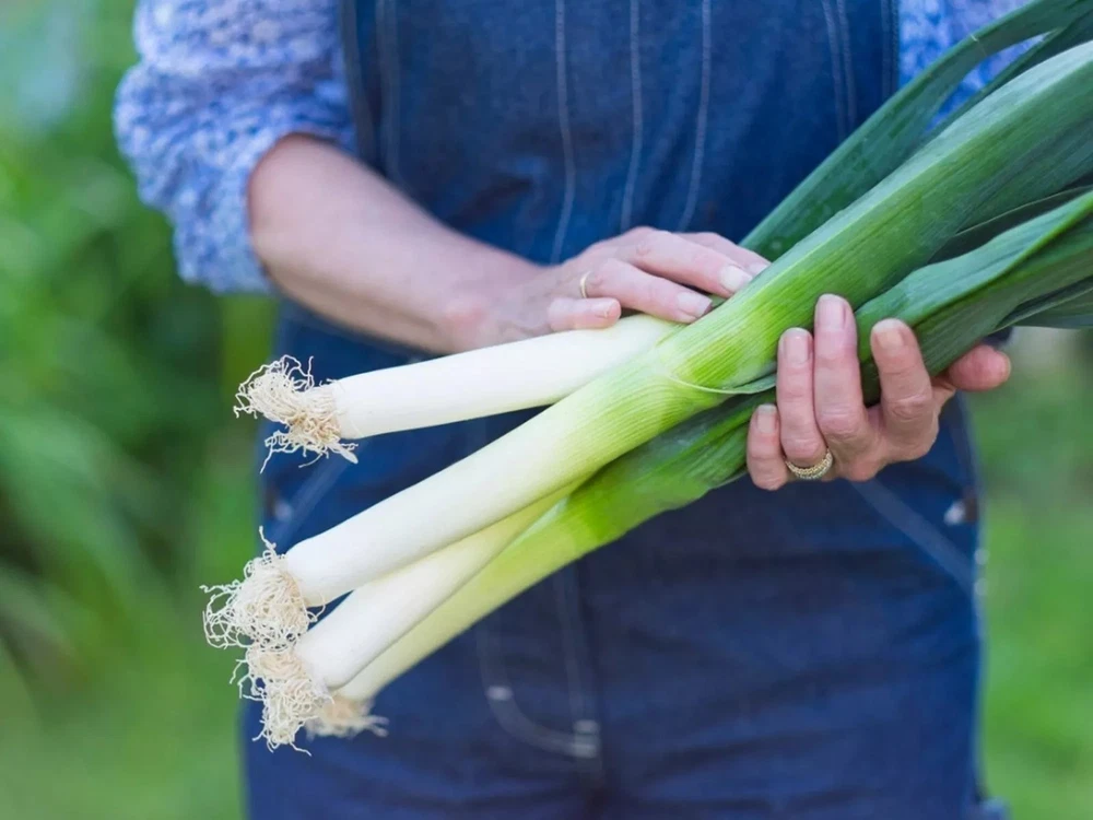250 LARGE AMERICAN FLAG LEEK ONION SEEDS HEIRLOOM ORGANIC NON GMO - $53.27 MXN