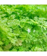 Winter Chervil French Parsley New Fresh - €7,70 EUR