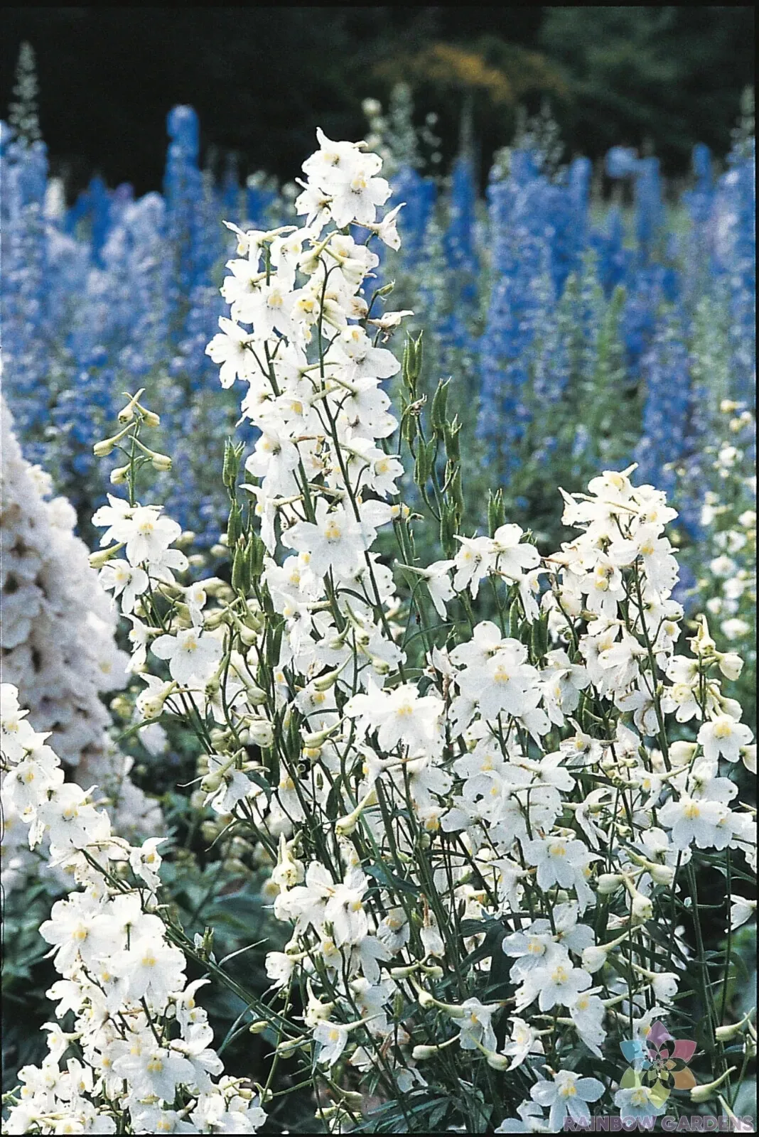 200 Casablanca Delphinium Seeds New Fast Shipping - $10.96