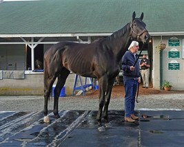 COLOR PHOTO MEDINA SPIRIT 2021 KY DERBY WINNER  Full Body Photo #4 - £6.26 GBP+