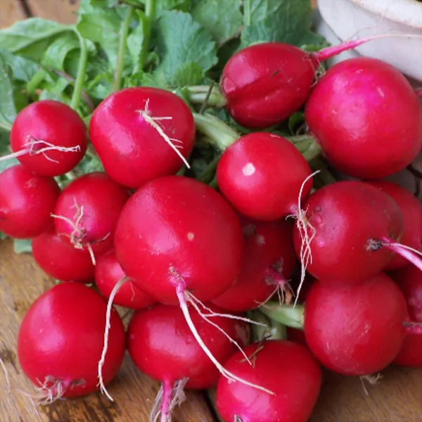 Champion Radish Seeds 200 Ct Heirloom Vegetable Non Gmo Usa Garden Fresh - $6.28