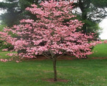Pink Flowering Dogwood Tree Seeds - Cornus florida var. rubra  Size: 5-20 - $3.95+