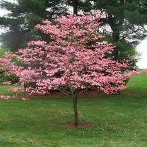Pink Flowering Dogwood Tree Seeds - Cornus florida var. rubra  Size: 5-20 - £3.15 GBP