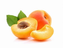 Blenheim Apricot Fruit Tree: Grafted - £74.71 GBP