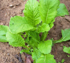 Turnip, Seven Top, Heirloom, Organic 50+ Seeds, Healthy Tasty Root Veggie - £2.36 GBP