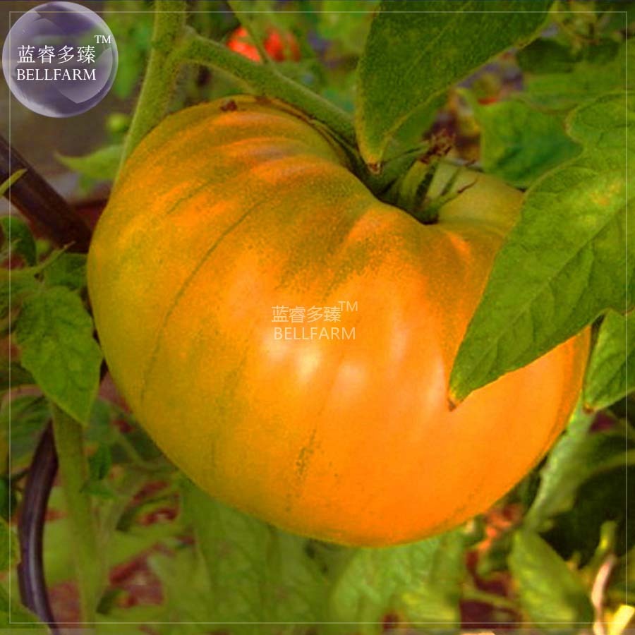 SL &#39;Aunt Gertie&#39;S Gold&#39; Organic Yellow Beefsteak Heirloom Tomato Bonsai ... - $0.96