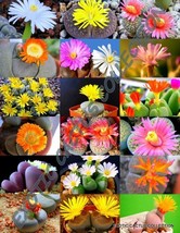 BStore 15 Seeds Store Flowering Lithops Mix Succulent Exotic Living Stones Deser - £11.64 GBP