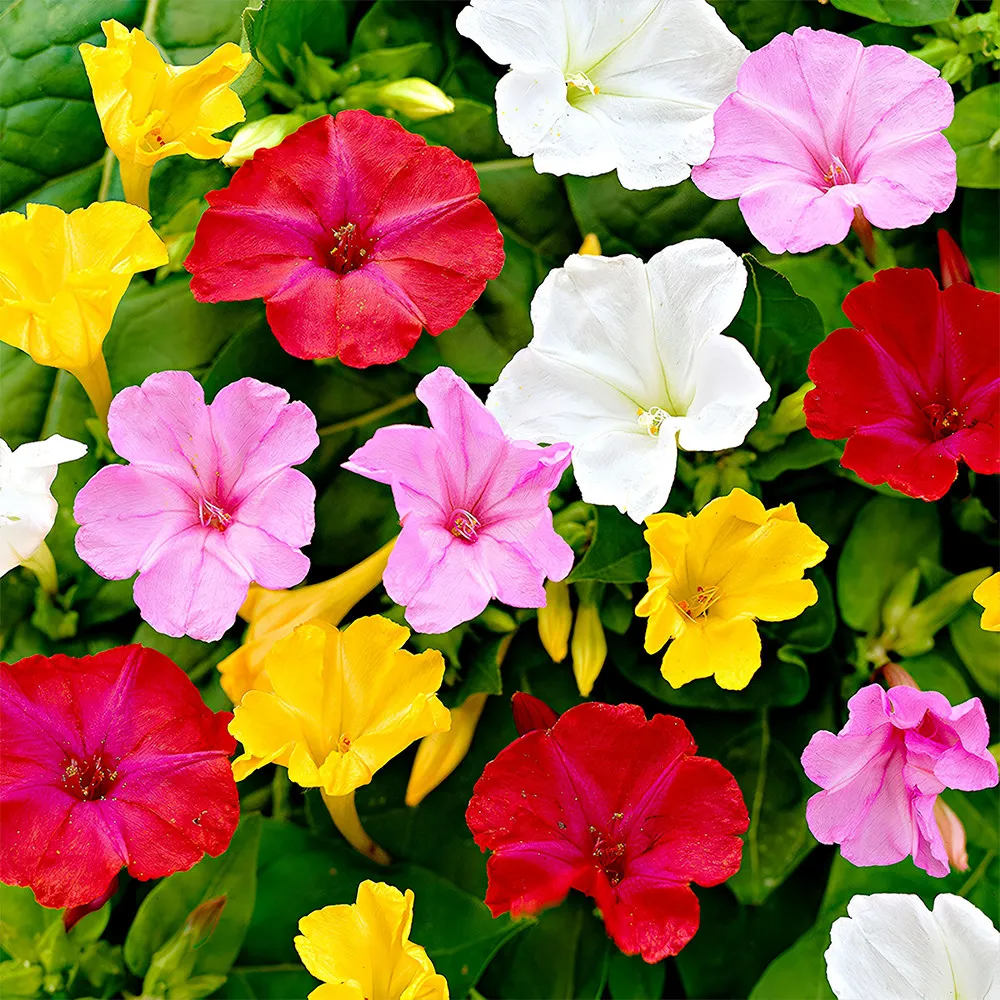 50 Seeds, Four O&#39;clock Flower (Mirabilis jalapa) Seeds ZZ-1742 Solid Color Mix - £17.23 GBP