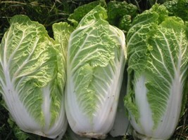 SR12Store 500 Michihili Cabbage Chinese Chard Bok Choy Pak Choi Celery Mustard S - £7.92 GBP