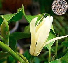 20Pcs Michelia Alba Flower Seeds White Flowers Garden USA Seller - $20.00