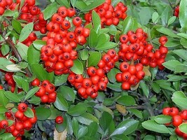 BPA 25 Seeds Scarlet Firethorn Pyracantha Coccinea Bush Shrub Flower From USA - £7.64 GBP