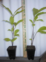 Ann Magnolia 2.5" pot shrub/tree image 3