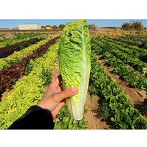 HT Parris Island Cos Romaine Lettuce Seeds 300 Heat Tolerant Veggies Gar... - $186.58 MXN