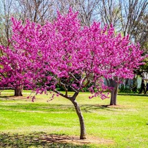 50Golden Redbud Seeds Pink Flower Crookstem Home Decoration Cold Hardine... - $5.69