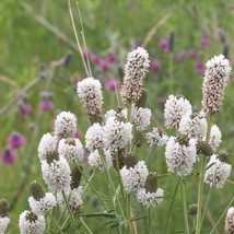AD White Prairie Clover Seeds 250 Native Wildflower Perennial Home Garden - $13.26
