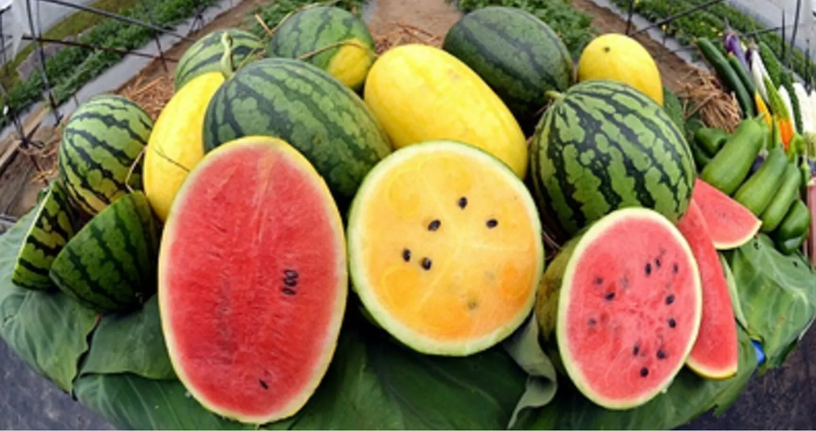 Red or Yellow Crimson Watermelon Seeds  sweet and tasty - $2.54