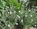White Rose Campion Lychnis Coronaria Alba 50 Pre Stratified Seeds - £7.02 GBP