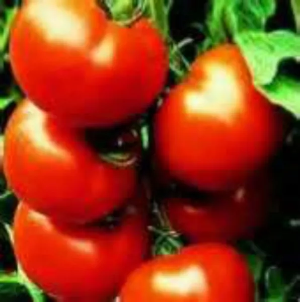 USA Seller FreshBradley Tomato We Sell Over 300 Tomatoes - $12.98