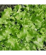 Green Salad Bowl Leaf Lettuce Seeds - $4.47