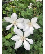 Tracy Lee Clematis Vine - White Flowers - 2.5&quot; Pot - €38,02 EUR