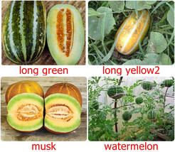 Tropical Thai Melon Seeds  packet - All very easy to grow, CUCUMIS MELO,... - £1.92 GBP