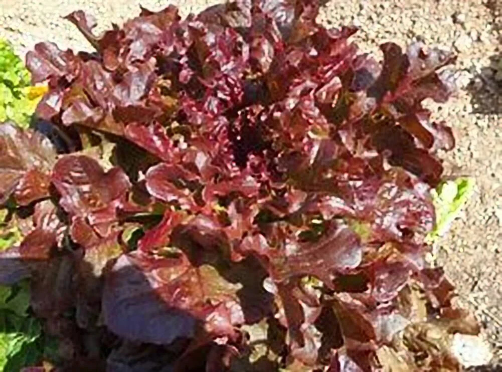 100+ Red Salad Bowl Lettuce Seeds |Heirloom Lettuce Seeds NON-GMO #73 - $2.19