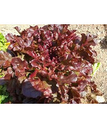 100+ Red Salad Bowl Lettuce Seeds |Heirloom Lettuce Seeds NON-GMO #73 - $2.19