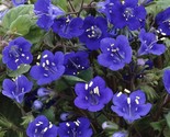 California Bluebell Campanula Seeds 100 Seeds Non-Gmo Fast Shipping - £6.41 GBP