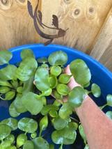 (10) Water Hyacinth Koi Pond Floating Plants Rid Algae LARGE Jumbo Purpl... - $48.75