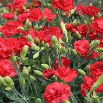 Carnation Grenadin Scarlet 50 Seeds - £8.65 GBP