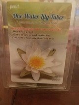 One Water Lily tuber - Nymphaea Albida - $40.47