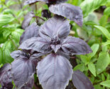 Red Rubin Basil, Dark Opal Improved, NON-GMO, Variety Sizes Sold, FREE SHIP - $1.87+