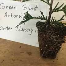 Green Giant 6-12” 2.5" pot  Arborvitae Thuja plicata image 5