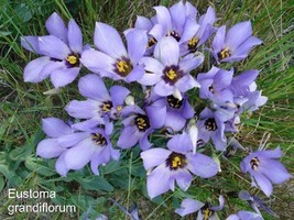 Eustoma Grandiflorum Lisianthus Prairie Gentian Texas Bluebell 20 Seeds ... - $21.58