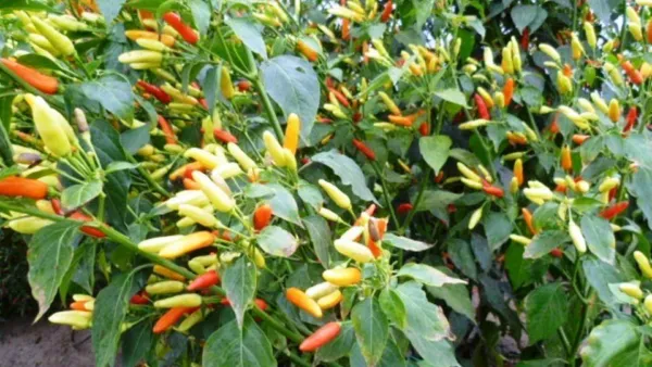 Capsicum Futescens Hot Returns Zone 7B Perennial Hot Pepper Seeds USA Se... - $17.98