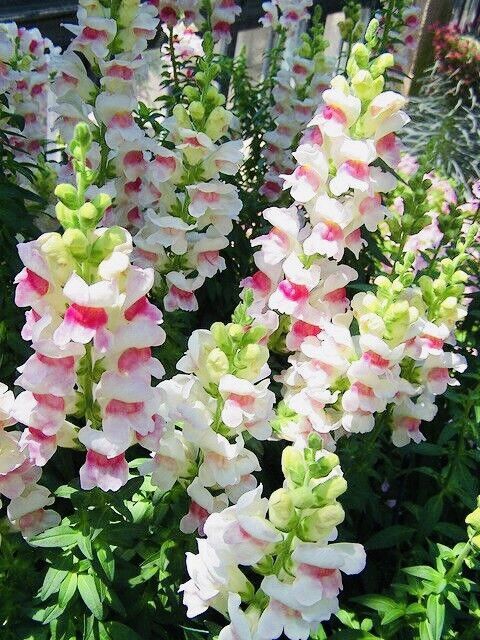 Snapdragon Apple Blossom Bouquet Flower Seed Fresh Harvest New Fresh  - $3.98