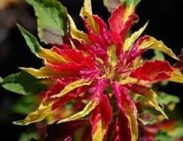 50 Perfecta TriColor Amaranthus Flower Seeds   Long Lasting Annual From US - $8.90