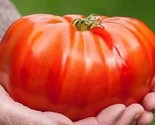 120 Beefsteak Tomato Seeds Organic Heirloom Non Gmo Fresh Fast Shipping - £7.22 GBP