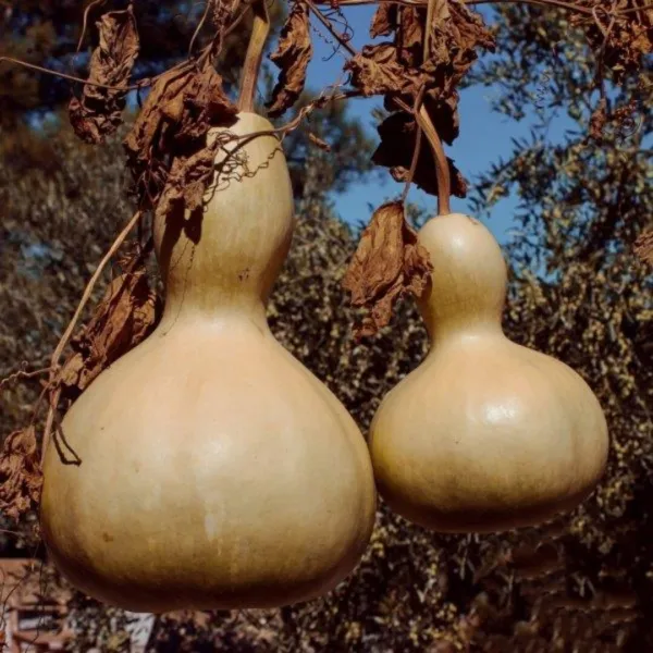 Fresh 5 Bush Large Bottle Gourd Seeds Vegetable Bird House Crafts Decora... - £7.03 GBP