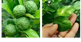 10-14&quot; Tall Live Bareroot Plant - Kaffir Lime Tree, Thai Lime - Mauritius Papeda - £85.20 GBP