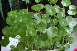 50PCS seeds Dichondra Repens Grass Seeds to Grow -Carpet Vine Seeds - $5.65