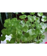 50PCS seeds Dichondra Repens Grass Seeds to Grow -Carpet Vine Seeds - €4,86 EUR