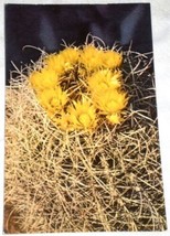 VINTAGE HS Crocker Postcard Barrel Cactus Blossoms HSC-18 - £1.69 GBP