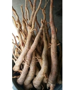Original Best Quality Root RED TONGKAT ALI Kalimantan - Indonesia (1000gr) - $49.00